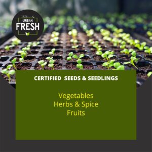 Vegetables, Herbs & Fruits Seedlings